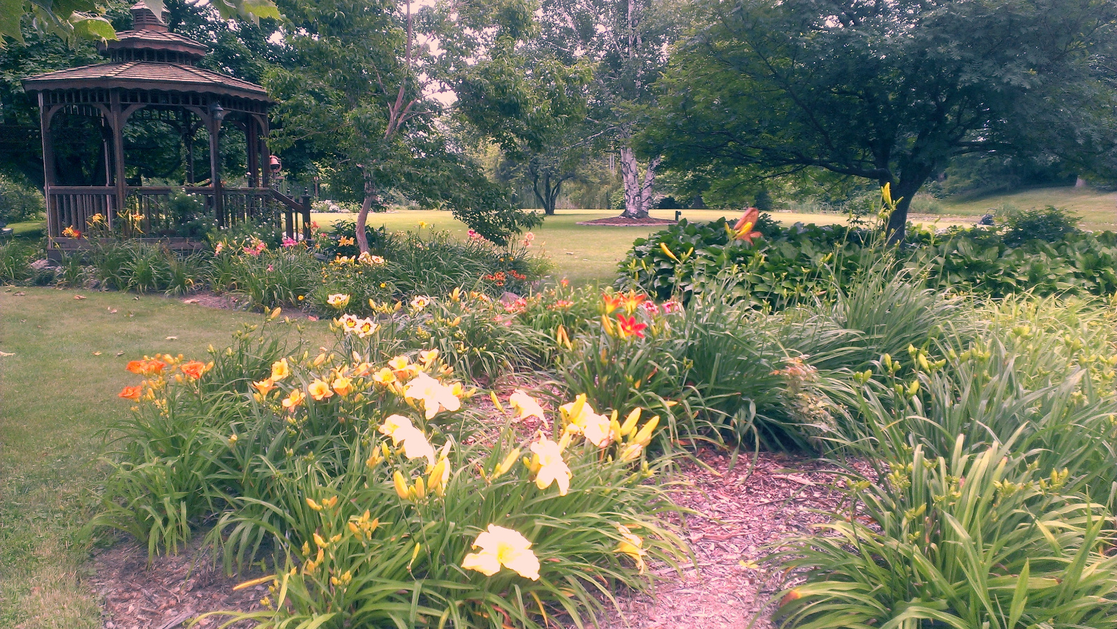 Daylily flowerbed
